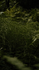 Nature of the autumn forest. Mushrooms, berries, trees, moss on an emerald background.