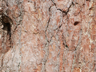 Bark of pine tree, natural background.