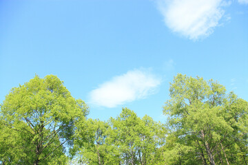 Obraz premium 新緑と青空