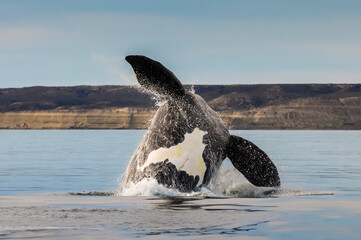 Southern right whale,jumping behavior, Puerto Madryn, Patagonia, Argentina