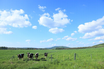 放牧地の乳牛