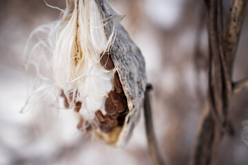 Close up of fluffy dry field plant int winter, vintage background