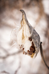 Close up of fluffy dry field plant int winter, vintage background