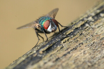 Macro shot of a fly in the garden