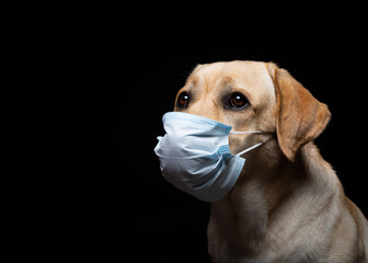 Close-up of a Labrador Retriever dog in a medical face mask.