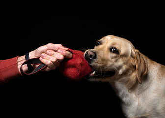 Close-up of a Labrador Retriever dog with a toy and the owner's hand.