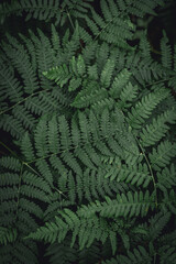 Fern leaves