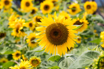 Beautiful sunflower Iin the field
