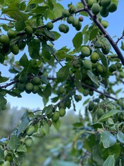 green apples on a tree