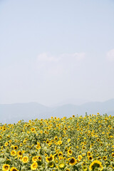 Beautiful sunflower Iin the field
