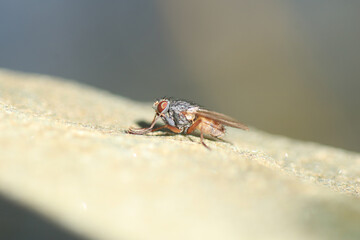 Macro shot of a fly in the garden