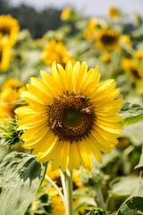 Beautiful sunflower Iin the field
