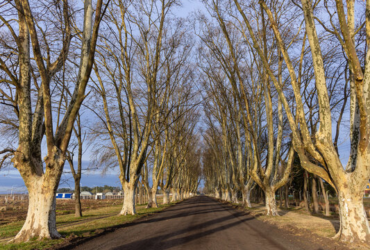 Caminos rurales, Junin Bs As Argentina, Camino a la laguna.