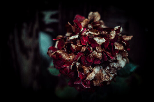 あじさい 枯れた 花 © ラシ イカ