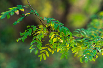 autumn leaves on a tree