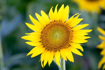 Beautiful sunflower Iin the field
