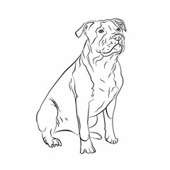 pitbSimple vector image of an American pit bull Terrier. Vector isolated illustration in black color on white background. Image for design and taull dog pit vector animal bull illustration black white