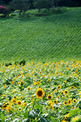 Beautiful sunflower Iin the field
