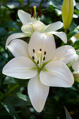 Fototapeta premium white lily flower