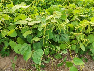 Peanut tree, Vietnamese farmer is holding peanuts in hands. Fresh peanuts plants with roots. Peanut plantation in sunny day in Brazil, peanuts farm, Organic Farm Land Crops In India