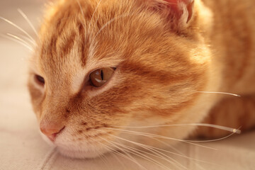 ソファでくつろぐ猫