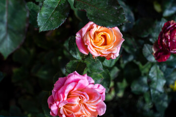 pink and yellow roses