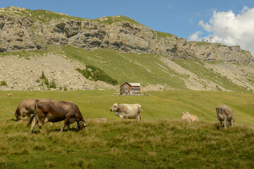 Obraz premium Mountain landscape with cows at Melchsee-Frutt on Switzerland