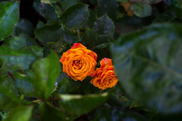 orange rose in garden