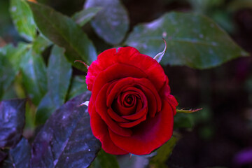 red rose in garden