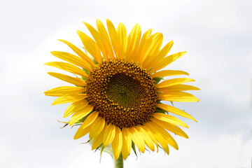 Obraz premium Beautiful sunflower Iin the field 