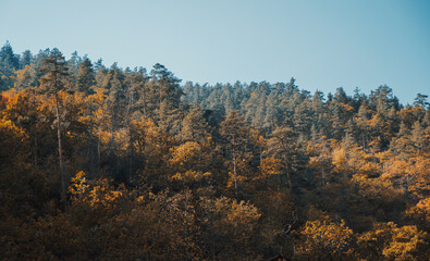 Autumn in the forest - Autumn Colors in Forest