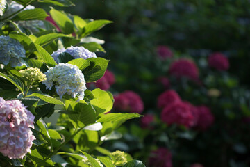 Beautiful hydrangea in the outside
