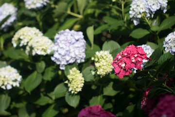 Beautiful hydrangea in the outside
