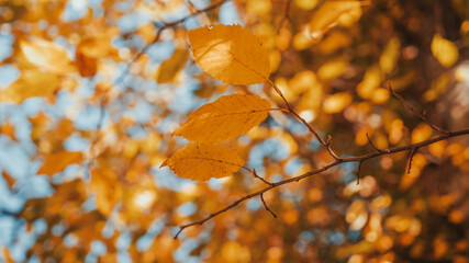Autumn yellow leaves - Golden colors of the Autumn