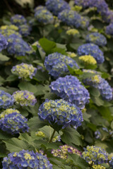 Beautiful hydrangea in the outside

