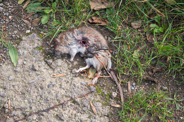 Big brown rat has been shot and lies on the roadside with intestines out