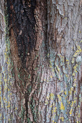Old tree with rough bark and many beautiful colors
