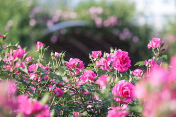 beautiful rose in the field
