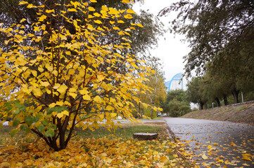 Autumn cityscape with yellow leaves