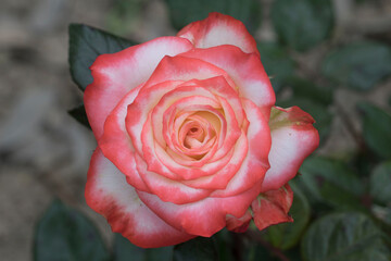 beautiful rose in the field
