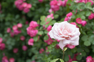 beautiful rose in the field
