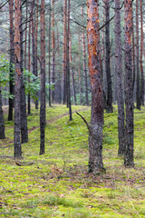 Fototapeta premium Morning in the forest, woods