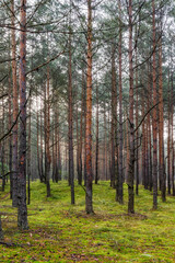 Fototapeta premium Morning in the forest, woods