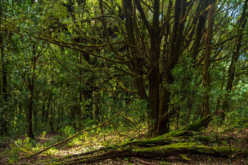 trees in the woods