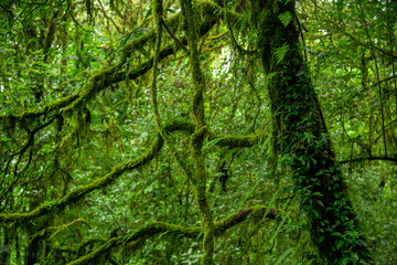 green forest background