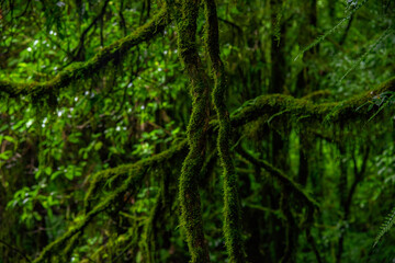 green moss on the tree