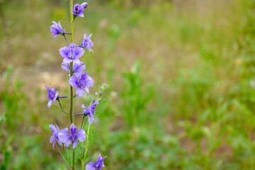 Blue wild flower on blurred green background. Close up. Selective focus. Copy space.