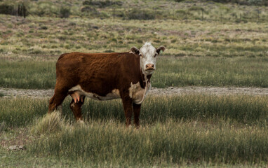 Vaca en la Estepa patagonica