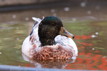 Male Snowy Call Ducks swimming in little pool