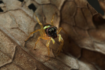 Extreme macro shot of Jumping spider on leave background. Jumping spider is very small but have big eyes. Selective focus and free space for text.
